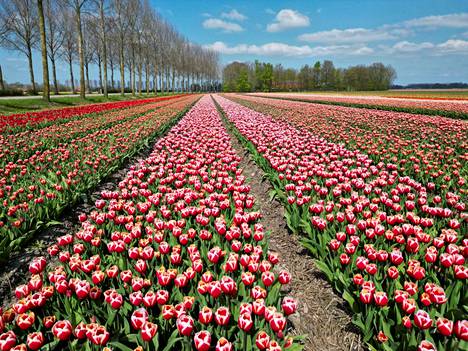 Hollantilainen tulppaanipelto huhtikuussa 2023. Tulppaani on tuotu Hollantiin alun perin Keski-Aasiasta. 