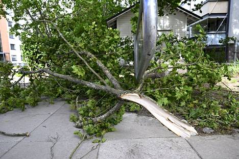 A tree branch cut by a storm in Suvela, Espoo on Tuesday. 