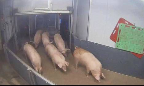 HKScanin julkaisemalla valvontakameran videolla näytetään sikojen vastaanottoa teurastamolle.