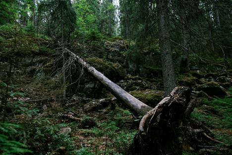 Helsingin kaupunki haluaisi liittää omistamiaan virkistysalueita osaksi Nuuksion kansallispuistoa.