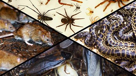 Käärme, rotta, torakka vai hämähäkki? Psykologit selvittivät, mitä eläimiä ihmiset pelkäävät ja inhoavat eniten