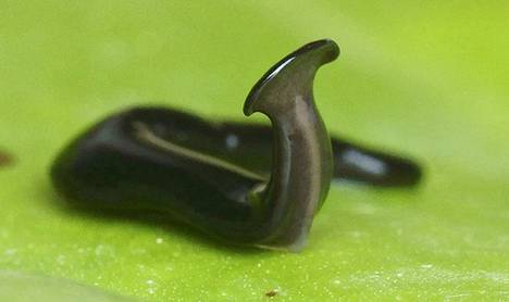 Humbertium covidum tykkää syödä pieniä etanoita.