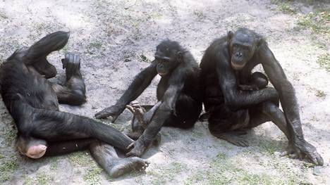 Bonobouros ärähtelee kuin simpanssi, mutta ei oman laumansa johtajille eli naaraille. 
