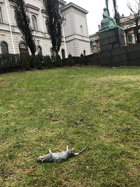 Kuolleesta rotasta kuvan ottaneen Tanja Korvenmaan mukaan raadot näyttivät siltä, kuin ne olisivat olleet nurmella jo jonkin aikaa.
