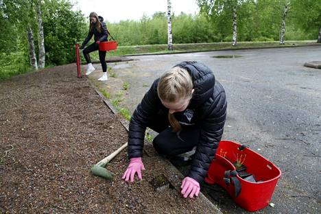 Honkajoen lukiolaiset Veera Pitkäranta (takana) ja Olivia Kytömäki istuttavat koulun parkkipaikan reunoille ketokasveja.
