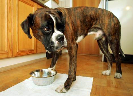 Koiran aiheuttamiin päästöihin vaikuttaa myös ruuan laatu. Helsinkiläinen Otto-bokseri syö kuivamuonaa.