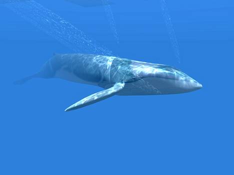 A blue whale spits if something inappropriate gets into its mouth. 