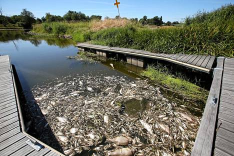By Thursday, more than 11 tons of dead fish had been collected in Poland. 