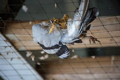 Turun kaupungin suunnitteluinsinöörin mukaan suojaverkkoa ei haluta rikkoa lintujen poistamiseksi.