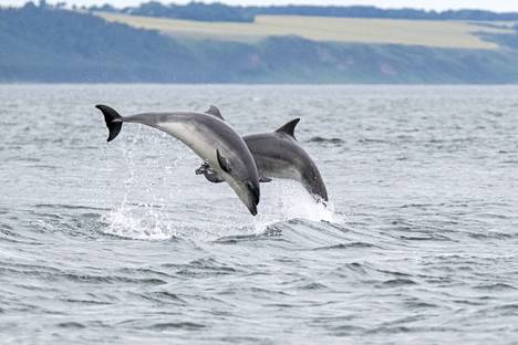 Pullonokkadelfiinit uivat Black Islen niemimaan edustalla Skotlannin rannikolla.
