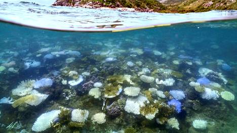 Haalenneita ja kuolleita koralleja Isolla Valliriutalla tässä kuussa. 