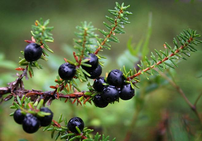 Bakteereja tuhoava proteiinin pätkä löytyi variksenmarjan varressa ja lehdissä elävästä mikrobikasvustosta.