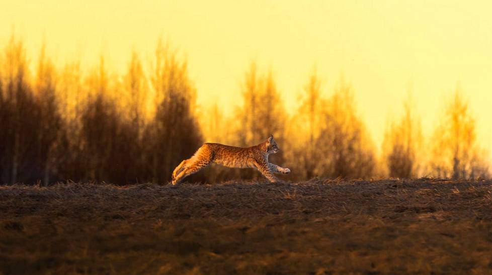 Filming the lynx has been a dream come true for Ossi Saarinen. 