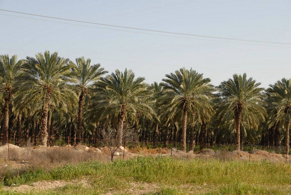 Taatelipalmu on yleinen viljelykasvi Jordanjoen varsilla.