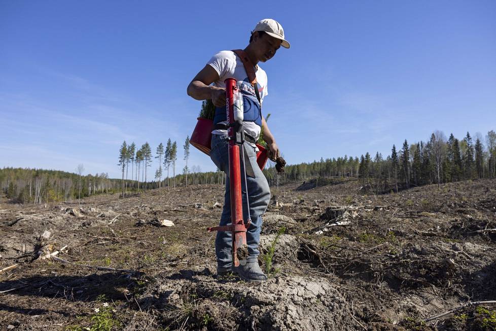 Do Hung Trung on työskennellyt samalle metsänomistajalle 14 vuotta, ja nyt hän istuttaa Vihtiin kuusentaimia, jollaisia ei Suomessa ole ennen nähty.
