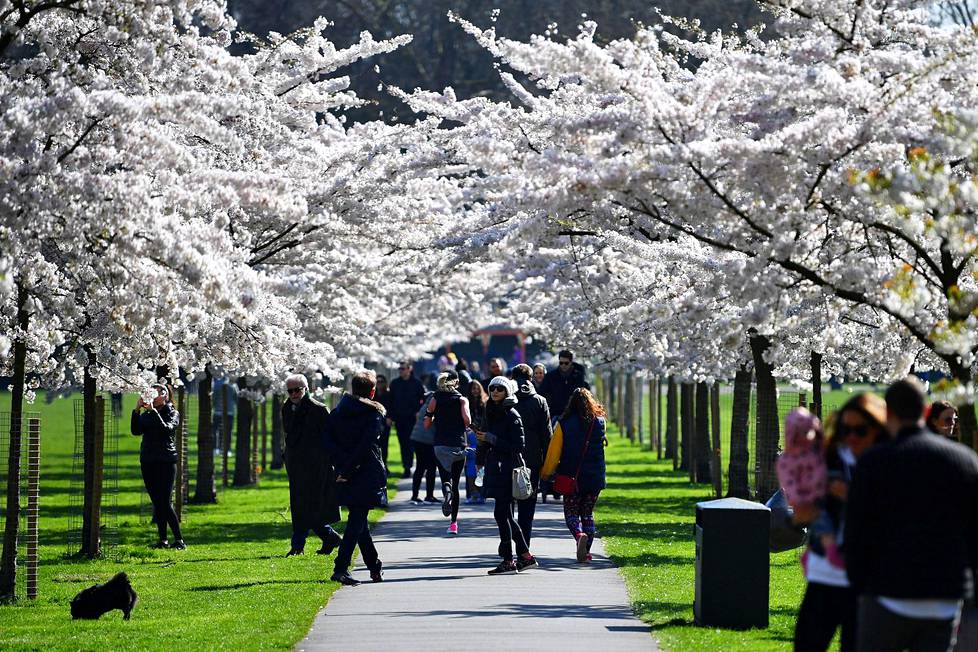 Pandemian aikana täytyisi välttää kokoontumisia. Ihmiset liikkuivat laajoissa joukoissa sunnuntaina kirsikankukkien katveessa Battersea Parkissa Britanniassa.