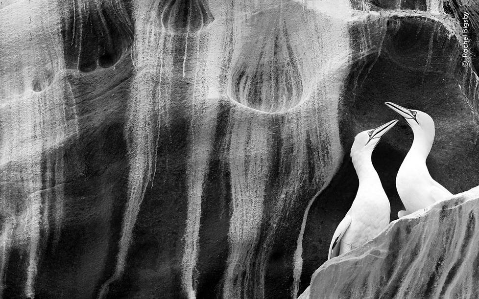 Vuoden luontotaidekuvan nappasi brittikuvaaja Rachel Bigsby. Kuvassa kaksi suulaa istuu kalliolla Nossin saarella Skotlannissa. Suula on suurin Pohjois-Atlantilla pesivä merilintu.