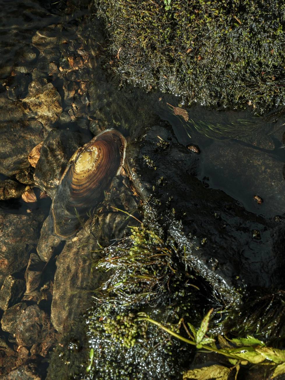 Raaku's shell in shallow water. It is estimated that thousands of mussels have been carried upstream, where the bottom is still good.