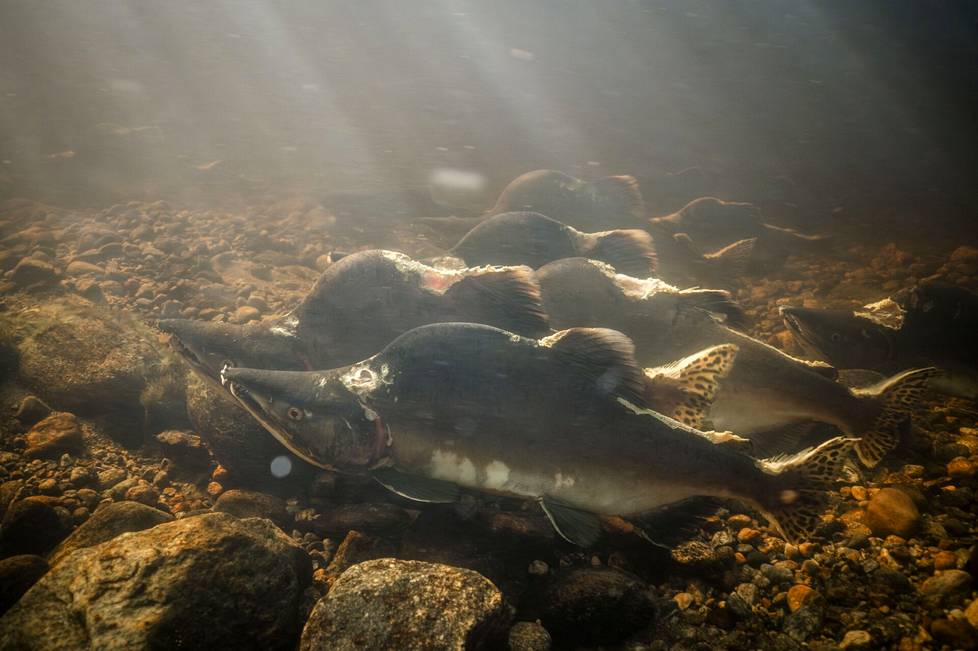 Humpback salmon dogs have gathered in one group.