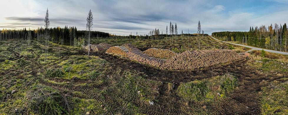 Puulla riittää kysyntää, ja sitä käytetään ennätyksellisen paljon. Samaan aikaan Suomen metsien hiilinielu on pienentynyt. Kuvassa hakkuutyömaa Joensuun Varisvaaralla lokakuussa 2022. 