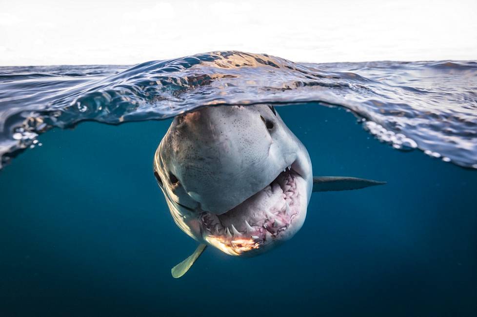 The title of British Photographer was awarded to Matty Smith in the photo Great White Split, where a white shark swims near the surface of the sea in Australia.