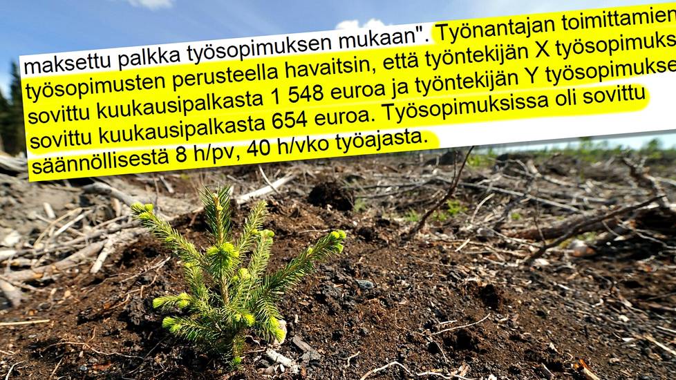Taimien istutusta tehdään Suomessa yhä useammin ulkomaisin voimin, ja toimintaan liit­tyy myös hyväksikäyttöä. Ote Itä-Suomen aluehallintoviraston tarkastuskertomuksesta.