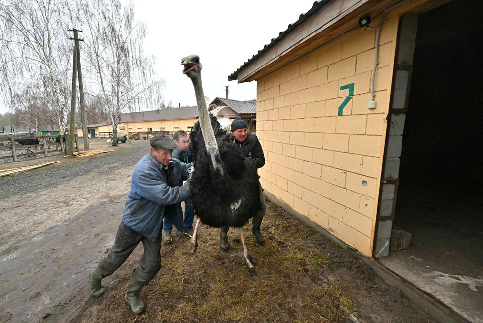 Kolme miestä sai karanneen strutsin kiinni eläinpuistossa Jasnohorodkan kylässä lauantaina. Eläimiä oli kuollut ja päässyt irti Venäjän iskujen takia.