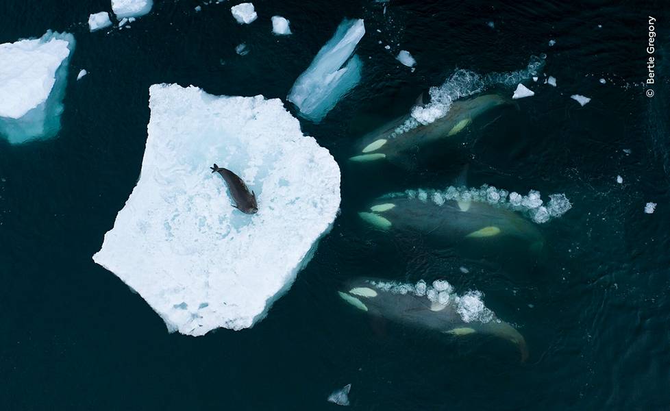 Nisäkkäiden käyttäytymistä kuvasi parhaiten britannialainen Bertie Gregory. Etelämantereella droonilla otetussa kuvassa miekkavalaat keinuttavat jäälauttaa saalistaakseen sen päällä olevan hylkeen.