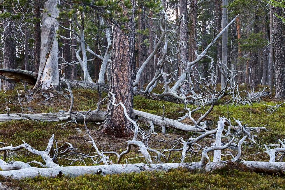 Lapissa mäntymetsä voi tarvita parisataa vuotta ollakseen vanhaa, mutta Etelä-Suomessa kuusikko voi olla vanhaa puolet nuorempana. Kuva on Inarin yhteismetsistä läheltä Pasasjärveä. 