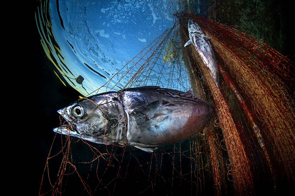 In the category of the Save our Seas Foundation, third place went to the tuna photographed by Pasquale Vassallo in the Tyrrhenian Sea.