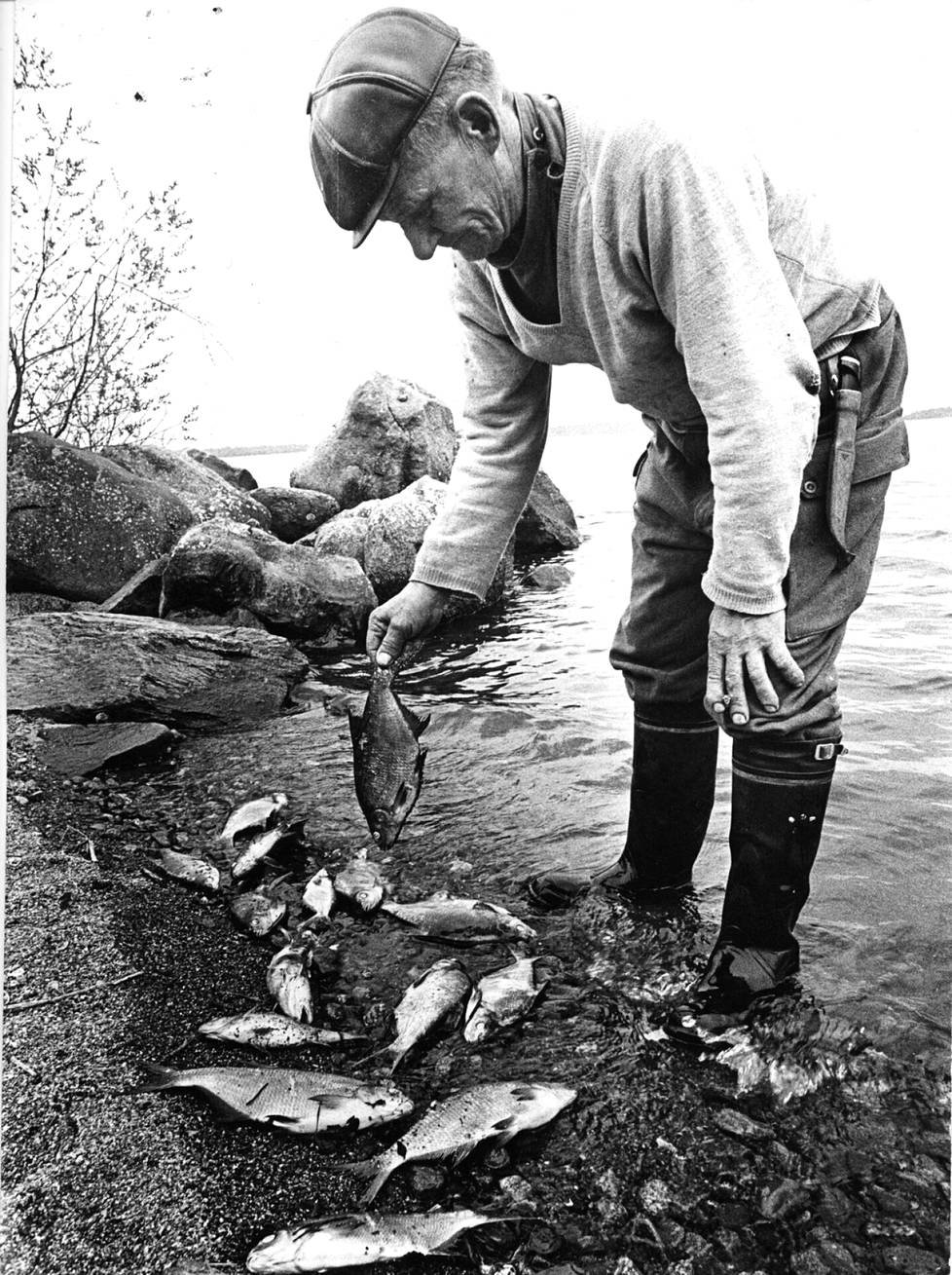 Kalastaja Mikko Laine ihmetteli kalakuolemia Vanajavedellä vuonna 1972. Kuvatekstin mukaan hän arveli lokeille päätyneen ainakin 3 000 kiloa saaliskaloja. 
