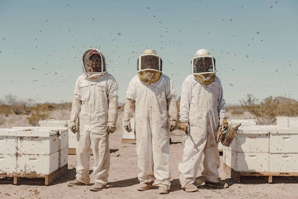 Alfredo, Ubaldo ja Jose hoitavat mehiläispesiä Wendenin lähellä Arizonan autiomaassa, Yhdysvalloissa. Kuva voitti Pohjois- ja Keski-Amerikan uutiskuvasarjan.