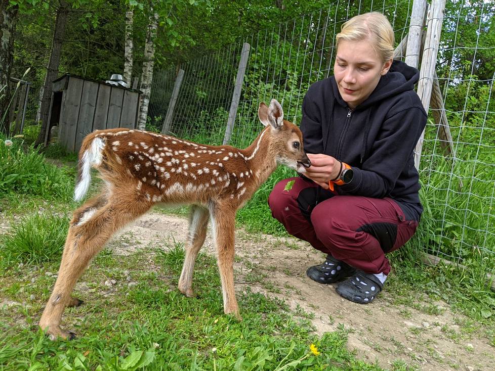 Nyrkkeilijä Anette Valtanen on pienestä pitäen tehnyt vapaaehtoistyötä villieläinten auttamiseksi. Kuva Rakkaudesta villieläimiin -dokumenttisarjan kuvauksista. 