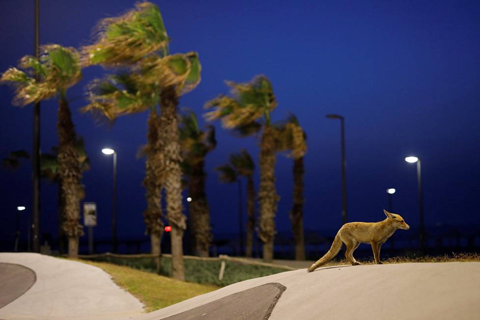 Kettu tarkkaili tilannetta tyhjässä puistossa Ashkelonissa Israelissa.