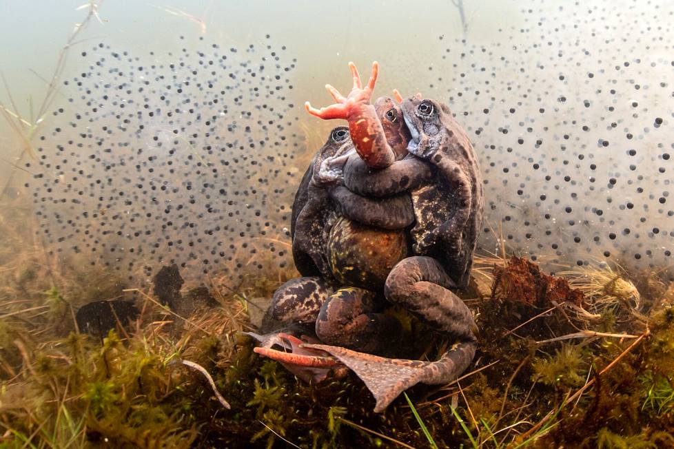 Pekka Tuurin kuva vantaalaisten sammakkojen lisääntymisestä voitti kaksi palkintoa Underwater Photographer of the Year 2022 -kisassa.