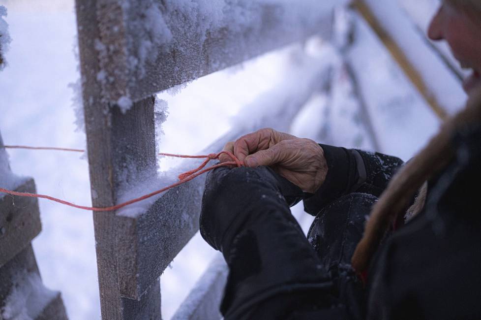 Kiuru ties the rope of the reindeer fence with a thin string with his bare hands in -36 degrees below zero.