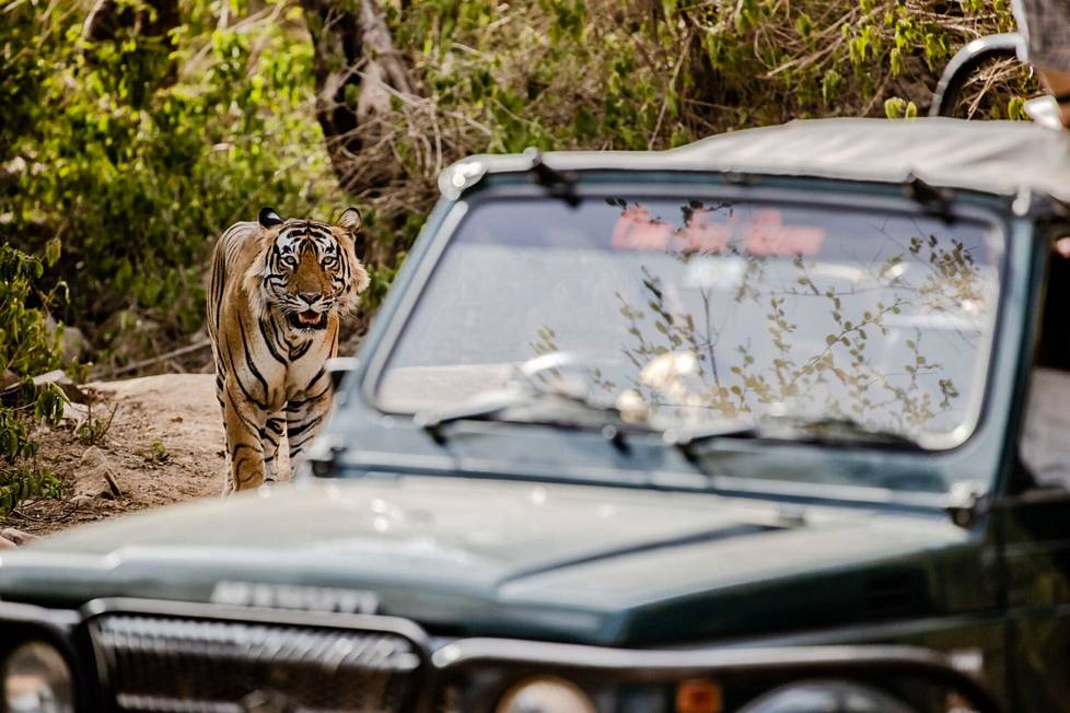 Nelivuotias urostiikeri käveli kohti turistien ja HS:n autoja Sariskan tiikereidensuojelualueella Intiassa kesäkuussa 2022. Suojelussa keskitytään usein tiikerin kaltaisiin karismaattisiin lajeihin. Silti tiikerinkin häviäminen luonnosta on ollut hälyttävän lähellä.