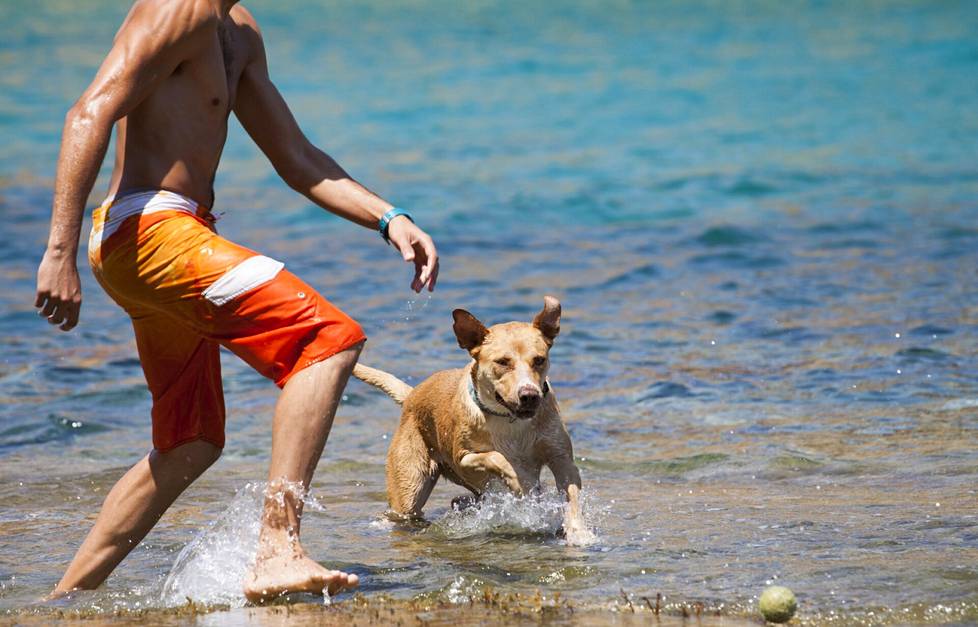 Osa koiranomistajista ajattelee, että loishäädön saaneen koiran kanssa uskaltaisi mennä rannalle. Koirat pitäisi kuitenkin pitää poissa uimarannoilta. 