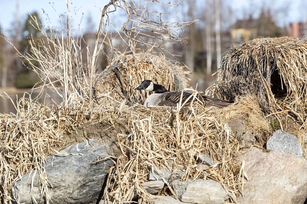 Kanadanhanhi hautoi muniaan Ahtialanjärven tekokarilla. Vieressä näkyy Rainer Mäkelän ja Tatu Itkosen asentama pesälaatikko, jonka sisällä hautoi sinisorsaemo.