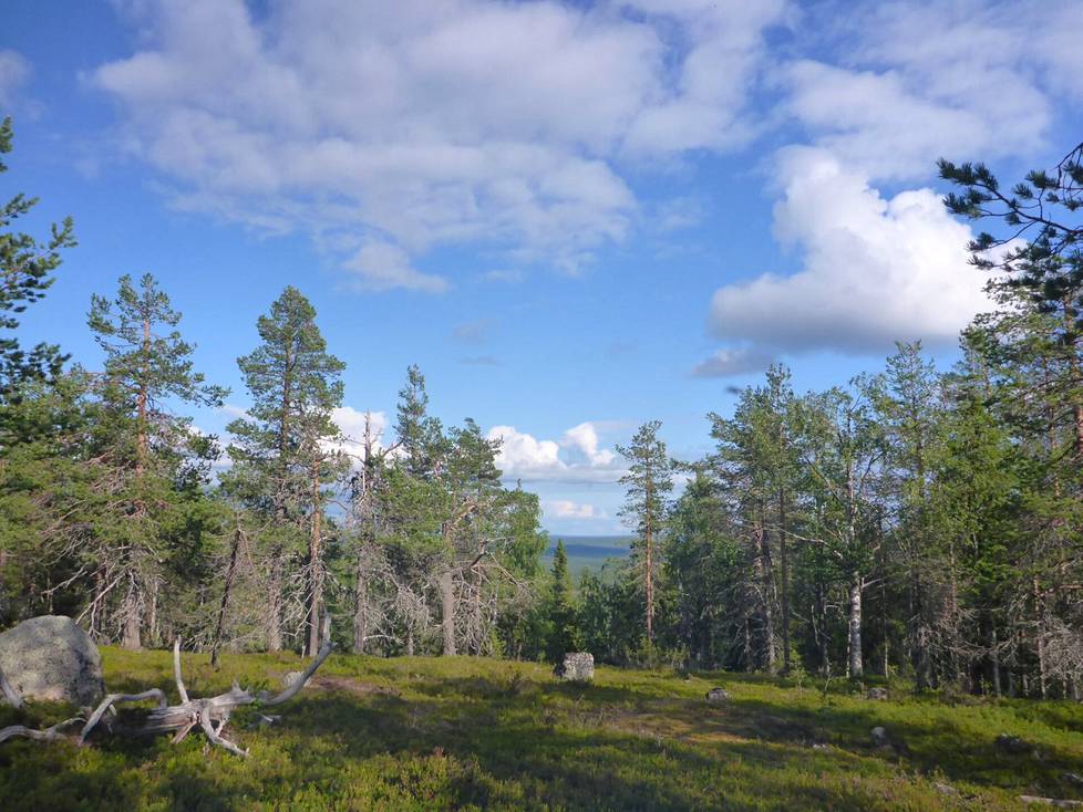 The treeless area of ​​Selkälakie in Pello in the Aalistunturi area is outside of forestry use, but the surrounding forest is classified as a normal economic forest. 