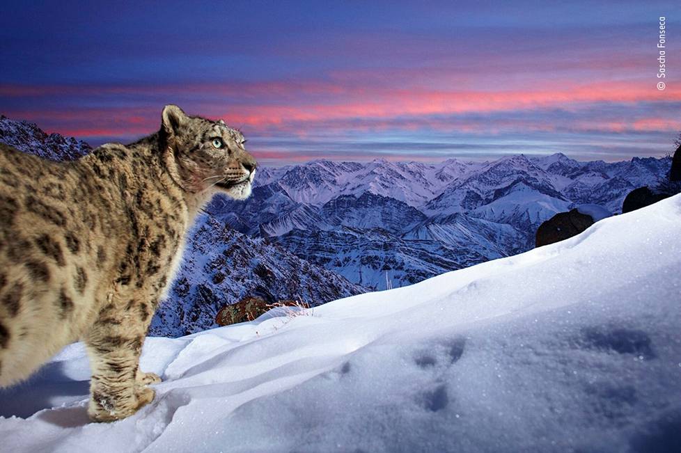 World of the snow leopard. Kuvaajana Sascha Fonseca.