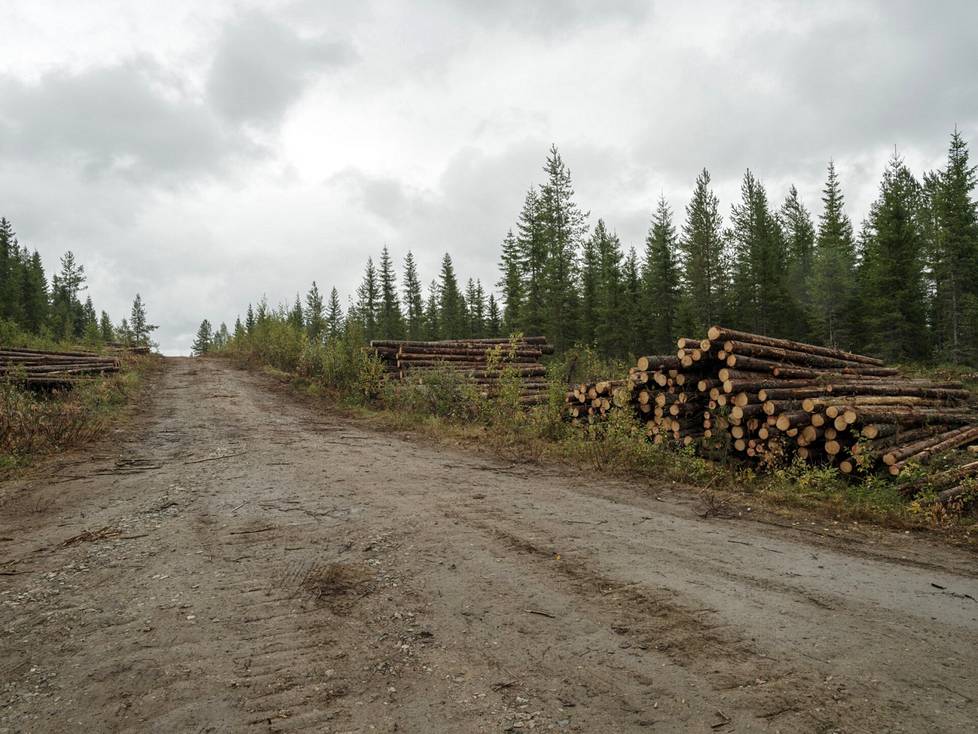 On the north side of the river, there are Stora Enso's log piles along the forest road.