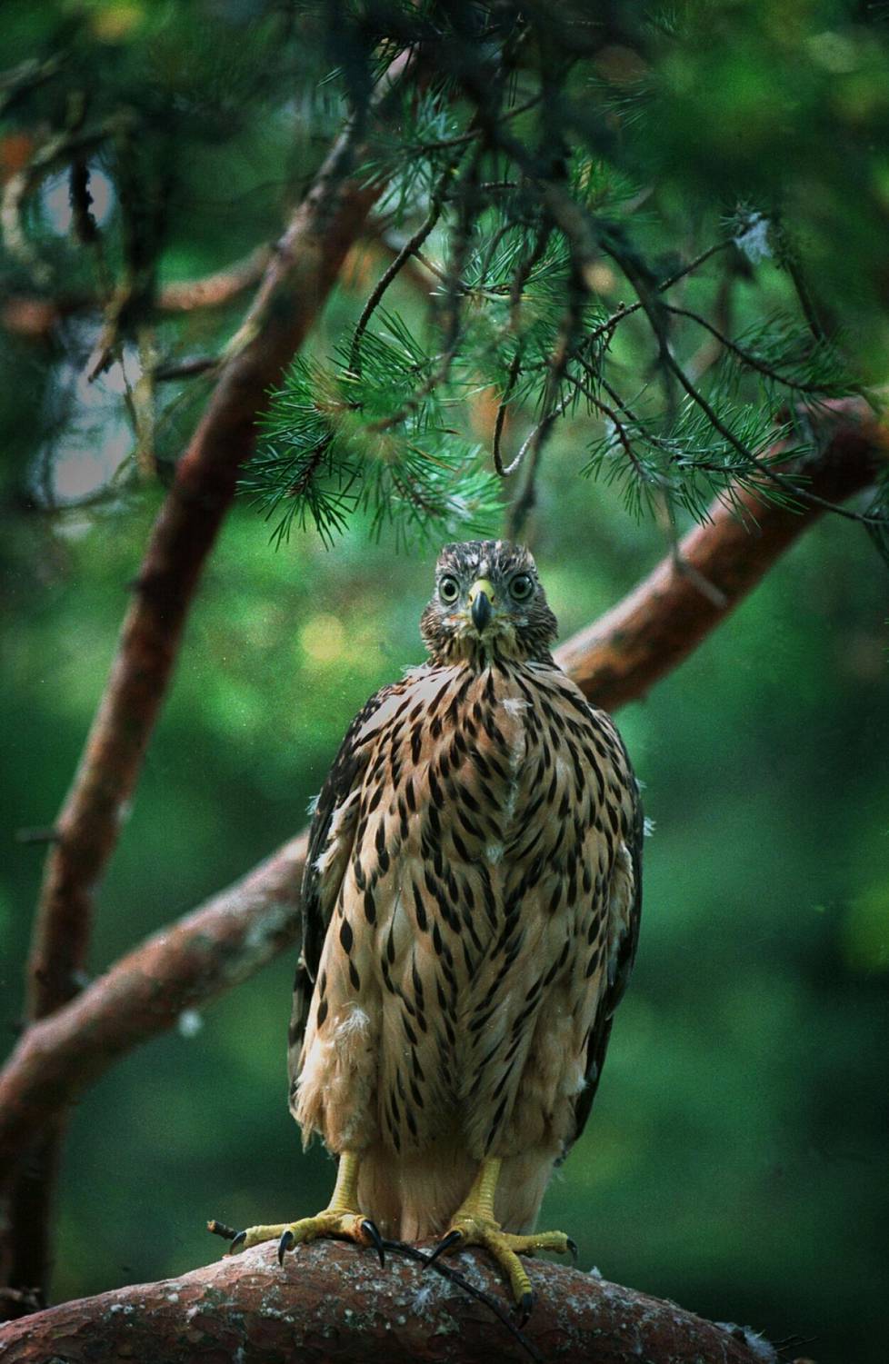 On the threshold of independence.  A five-week-old baby hen hawk stood on a branch next to the nest during midsummer week in Helsinki.