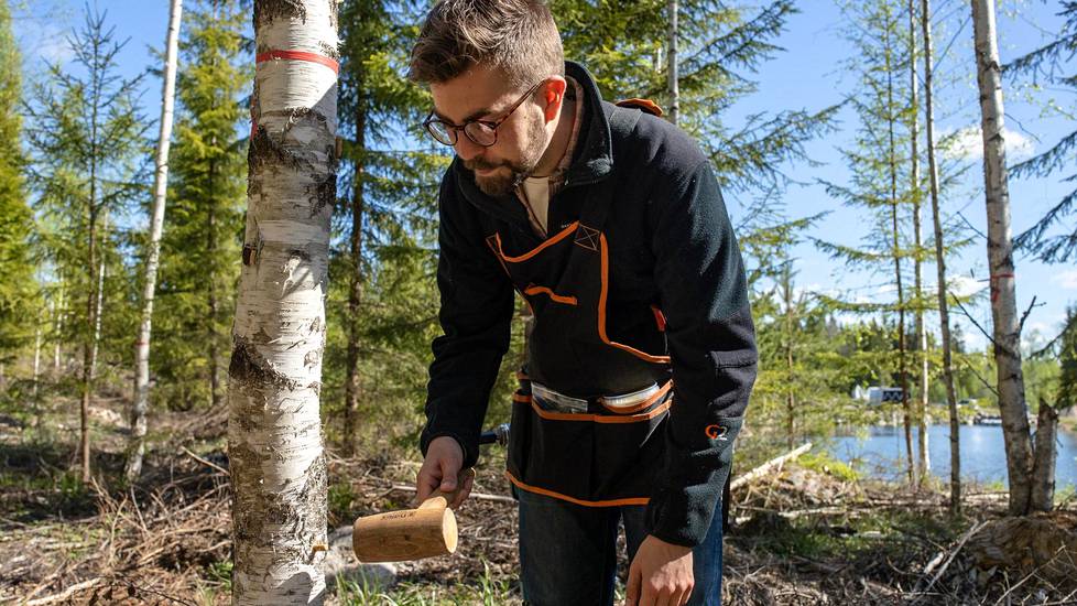 Metsäpalvelujohtaja Henri Lokki on ollut kehittämässä kääpäsienien viljelytekniikkaa. Pakurikäävän viljely alkaa koivun runkoon ympätystä tapista, johon on kasvatettu sienirihmastoa.