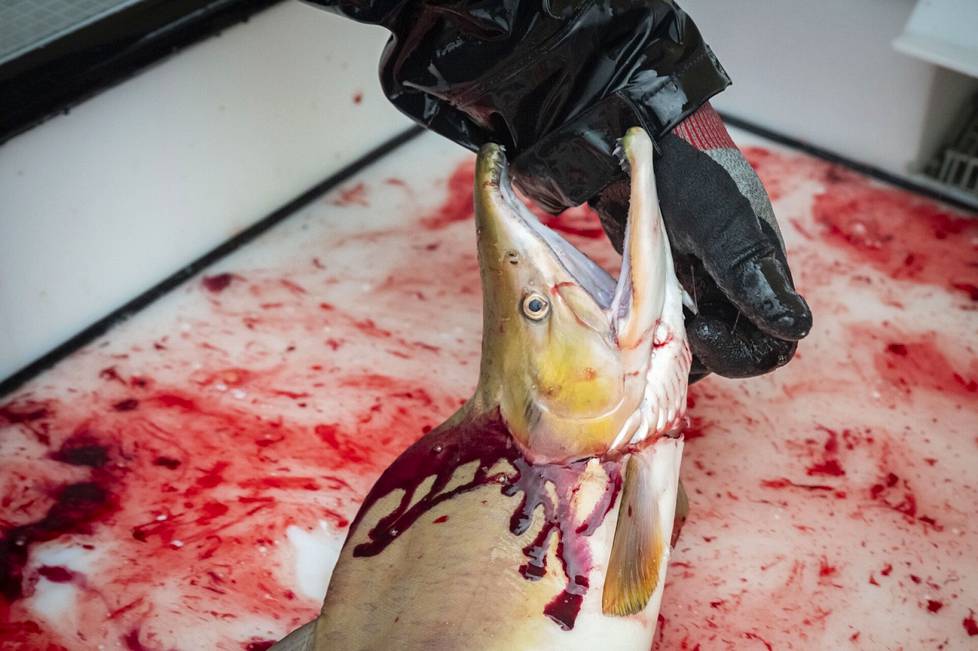 After being electrocuted, humpback salmon are bled and transferred to transport containers.