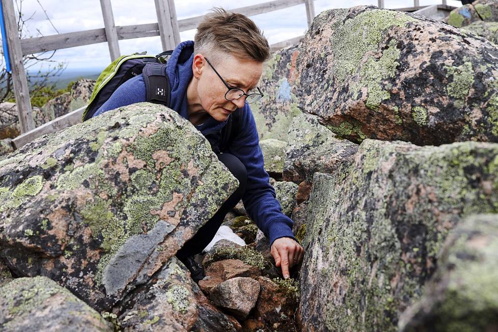 Metsähallituksen Pirjo Rautiainen esittelee kivien välissä kasvavaa torvijäkälää. Hän toivoo, että ihmiset katsovat kansallispuistossa maisemien lisäksi myös alaspäin.