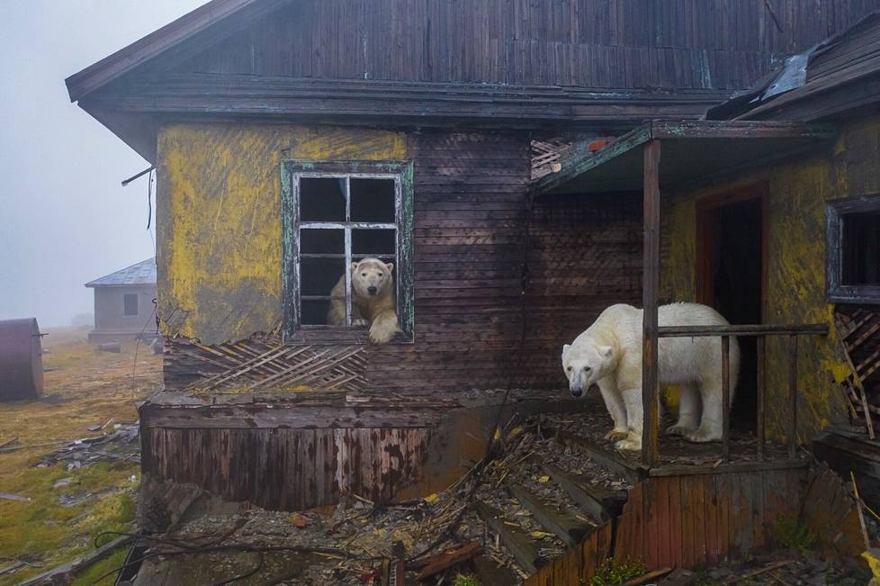 Urbaanin luontokuvan palkinnon voittaja, venäläinen Dmitry Kokh, kuvasi jääkarhuja, jotka vaeltelivat autiotalossa hylätyllä asutusalueella Kolyuchin saarella Venäjällä. Kokh sai ikuistettua apokalyptisen näyn hiljaisella lennokkikameralla. 