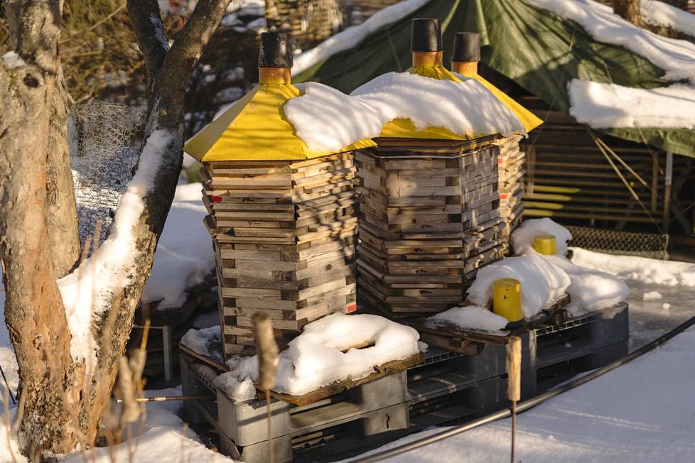 Bees also live in the Kupittaa allotment garden.