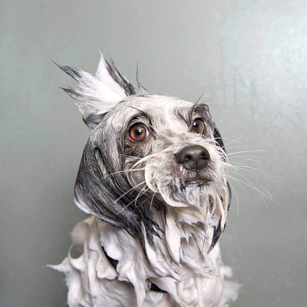 Sophie Gamand, an award-winning French photographer and animal advocate currently living in the United States, explores the relationship between man and animal in her work.  For his Wet Dog series, he photographed dogs that had just been washed for grooming.  He says he chose bathing as the shooting because it is very unnatural for the dog. 