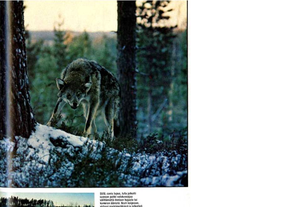 Museon teostekstin mukaan Soverin susikuva julkaistiin Erä-lehdessä vuonna 1981. Lehdessä ei ollut mainintaa siitä, että susi oli täytetty. 